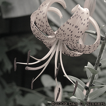 Tiger Lily - Faded. Yesterday, I played with black and white imagery.